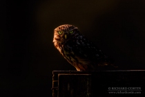 Wild Little Owl