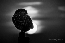 Wild Little Owl