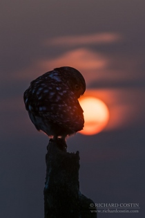 Wild Little Owl