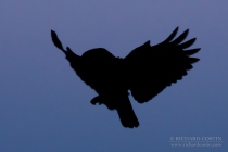 Wild Little Owl
