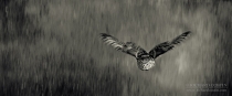 Wild Little Owl