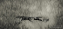 Wild Little Owl