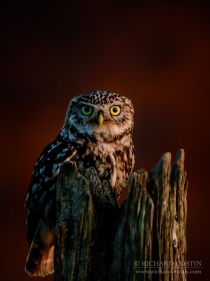 Wild Little Owl