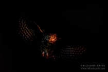 Wild Little Owl