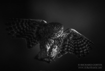 Wild Little Owl