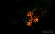 Wild Little Owl