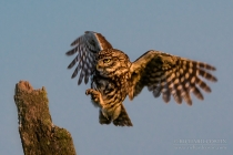 Wild Little Owl