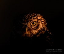 Wild Little Owl