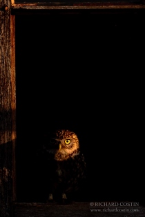 Wild Little Owl