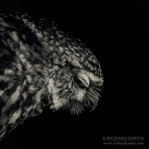 Wild Little Owl