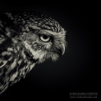Wild Little Owl