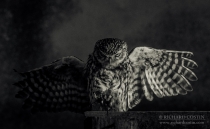 Wild Little Owl