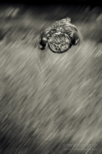 Wild Little Owl