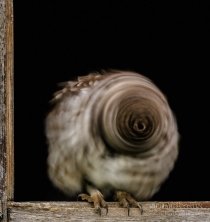 Wild Little Owl