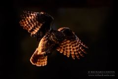 Wild Little Owl