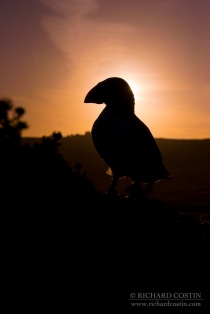 Puffin at Sunset