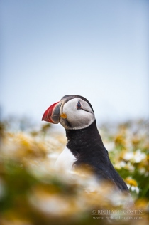 Atlantic Puffin portrait in flower bed (near burrow)