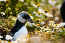 Atlantic Puffin
