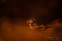 Atlantic Puffin