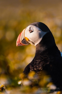 Atlantic puffin close up portrait in flower bed with soft evening light