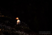 Atlantic Puffin wide portrait, singled out in early morning light