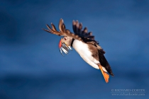 Atlantic Puffin flight shot carrying Sand Eel prey back to burrow