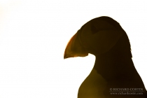 Atlantic Puffin