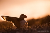 Atlantic Puffin