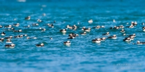 Atlantic Puffin