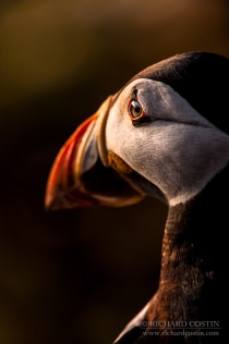 Atlantic Puffin