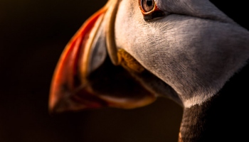 Atlantic Puffin Atlantic Puffin