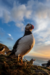 Atlantic Puffin at sunset against sky