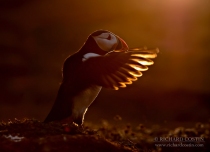 Atlantic Puffin with backlit wings during intense sunset