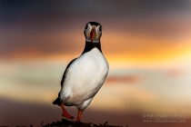 Puffin at sunset