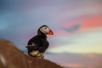 Puffin at sunset