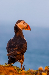 Atlantic Puffin on cliff edge at sunset