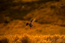 Atlantic Puffin backlit, coming into land at sunset