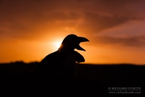 Silhouetted Puffin at sunset