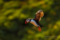 Atlantic Puffin at colony