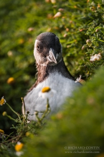 Puffin chick portrait