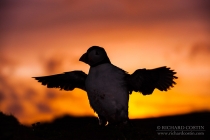Atlantic puffin with wings spread at sunset