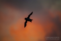 Puffin silhouette in flight at sunset