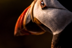 Atlantic Puffin