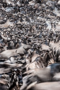 Wildebeest crossing chaos