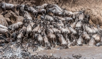Wildebeest crossing chaos