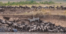 Wildebeest crossing chaos