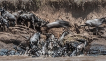 Wildebeest crossing chaos