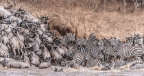 Wildebeest crossing chaos