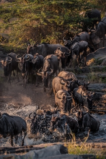 Wildebeest line crossing a small river during the annual migration