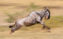 Single Wildebeest leaping along the ground, motion blured shot